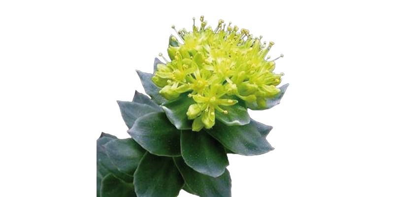 Rhodiola
