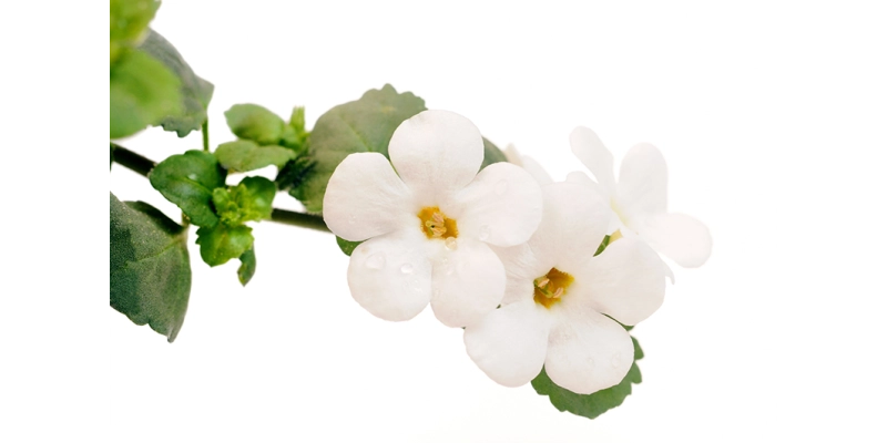 Le Bacopa | plante de la mémoire | Laboratoires ILAPHARM