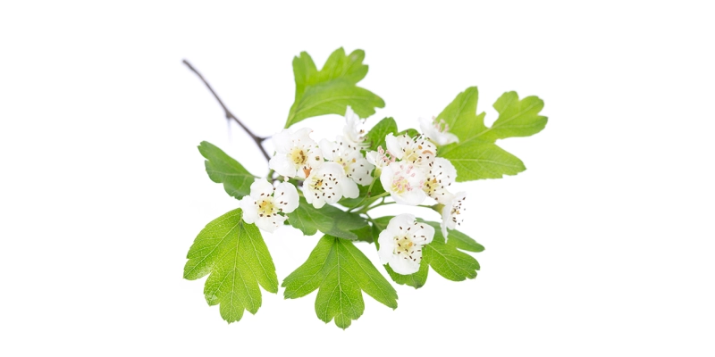 Aubépine