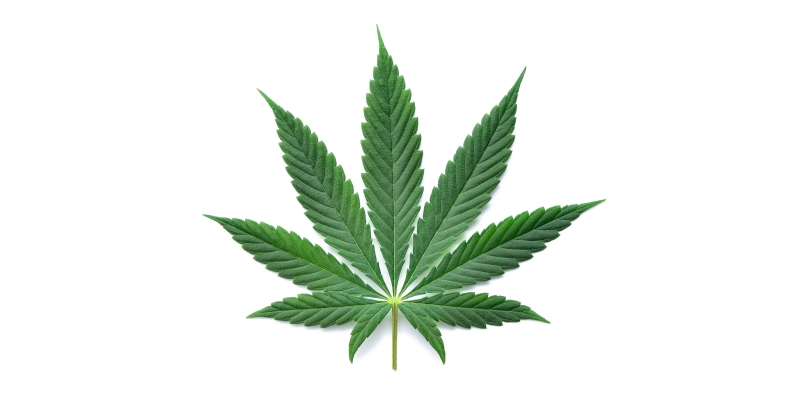 Cannabis Sativa | Les Bienfaits du Chanvre