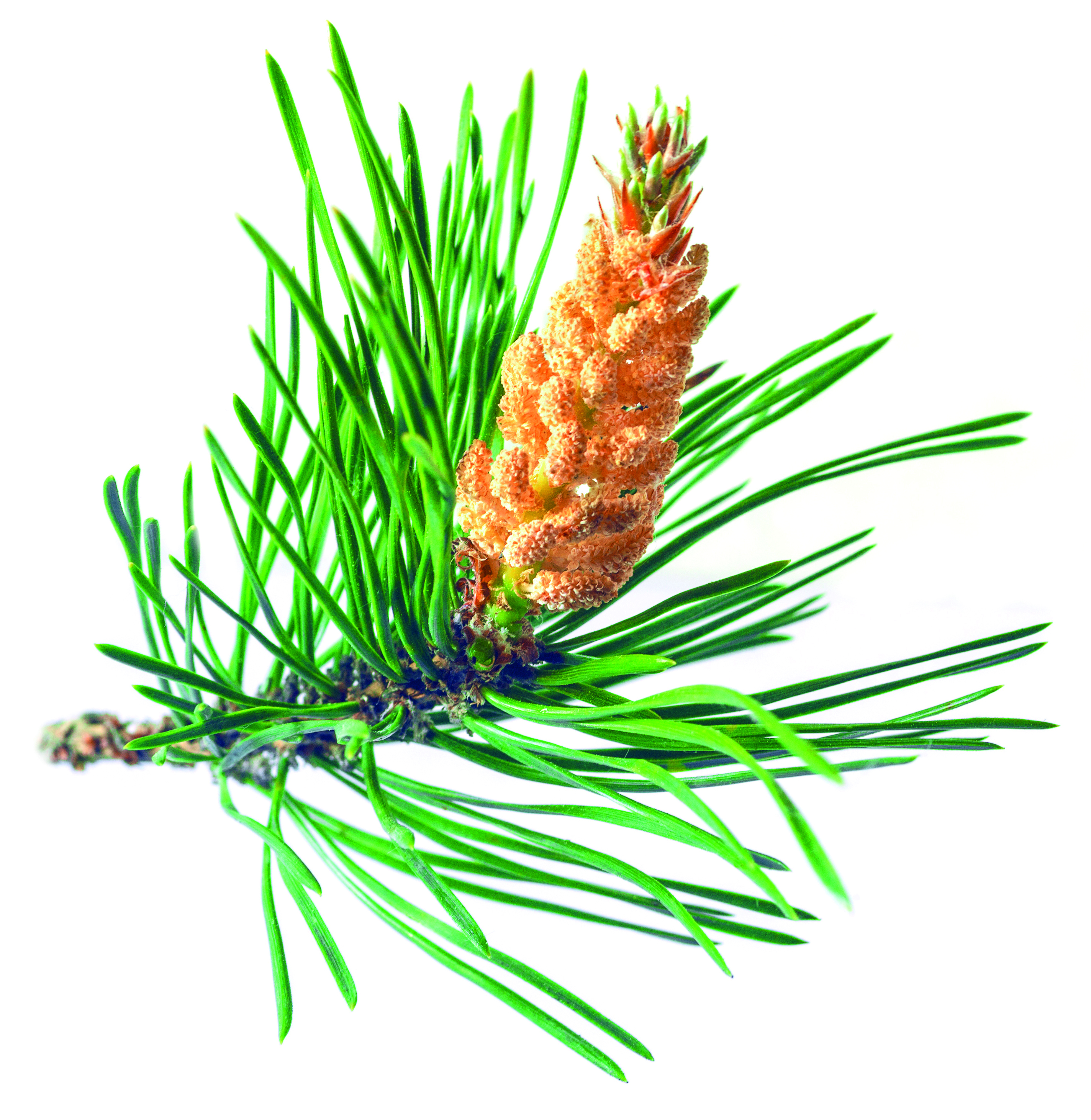 Pinus sylvestris