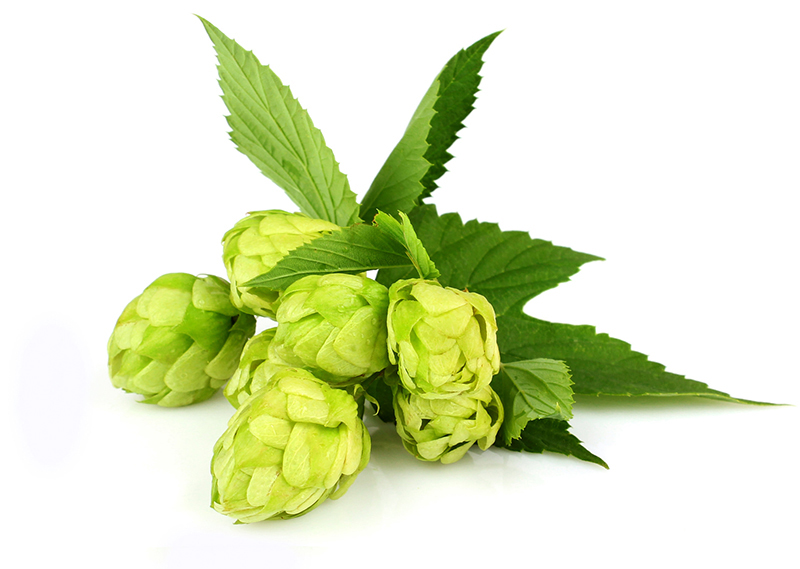 Houblon