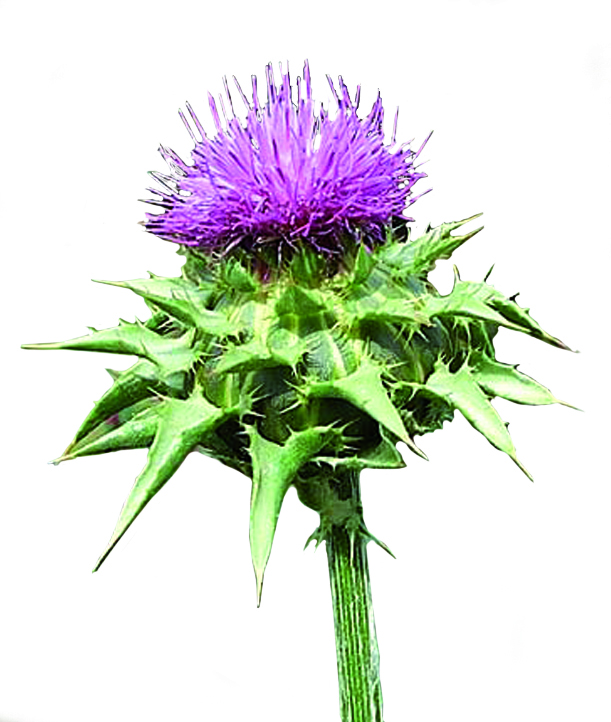 Chardon Marie (Silybum marianum)