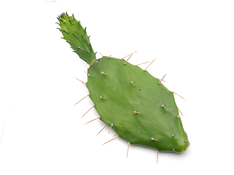 Nopal