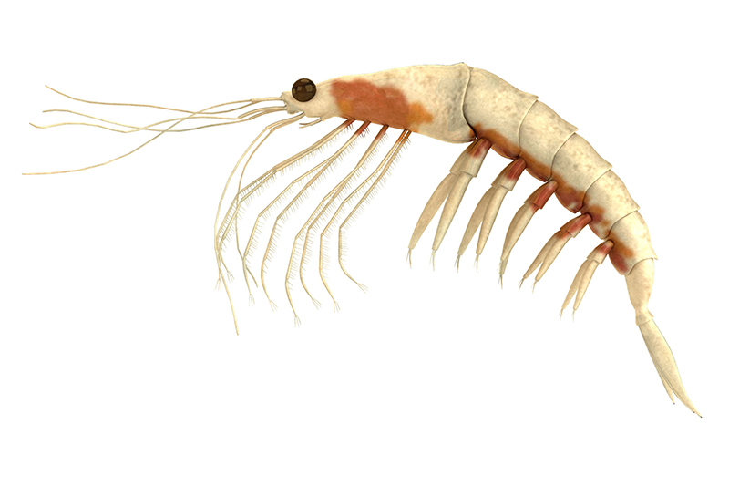 Huile de krill