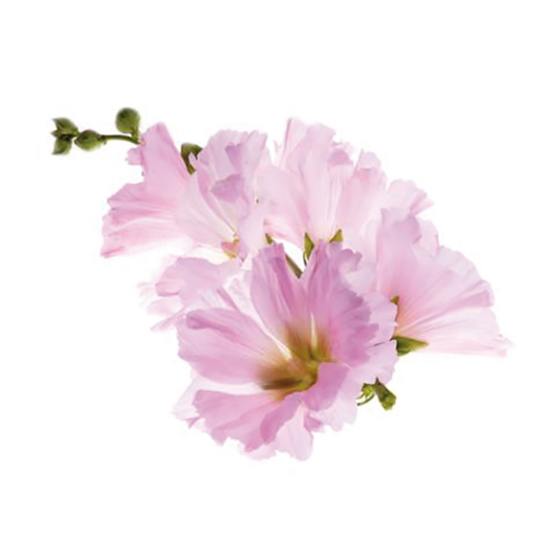 Guimauve