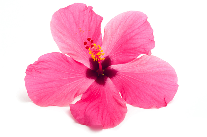 Fleur d'Hibiscus