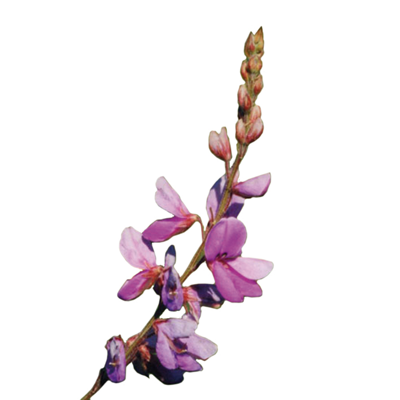 Desmodium