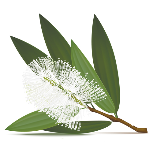 Cajeput