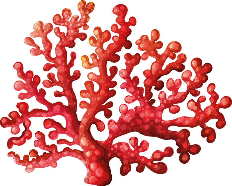 Lithothamne