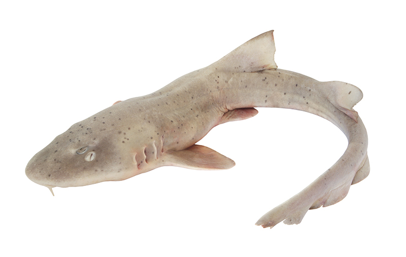 Cartilage de Requin