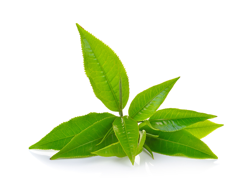 Thé vert