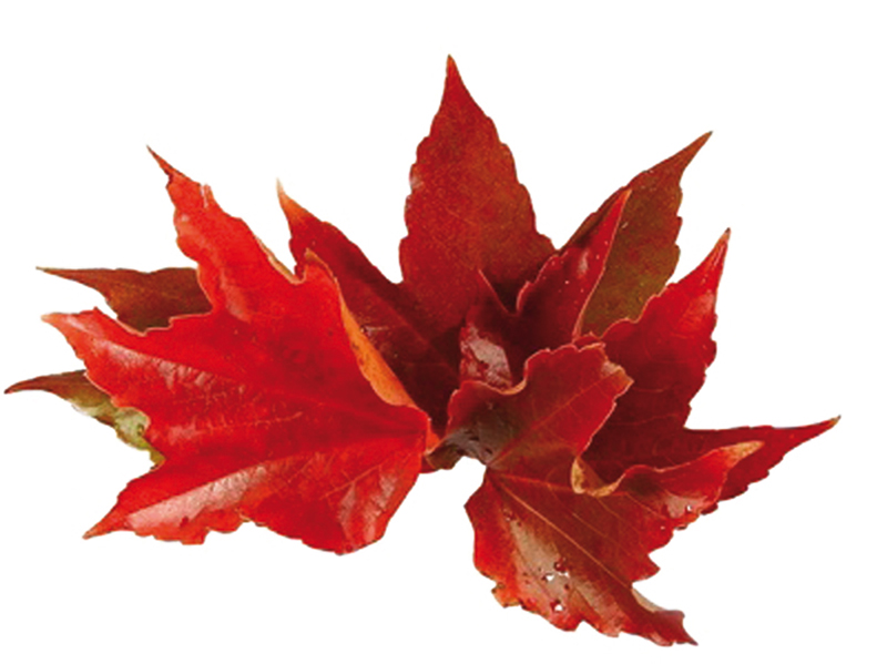 Vigne rouge