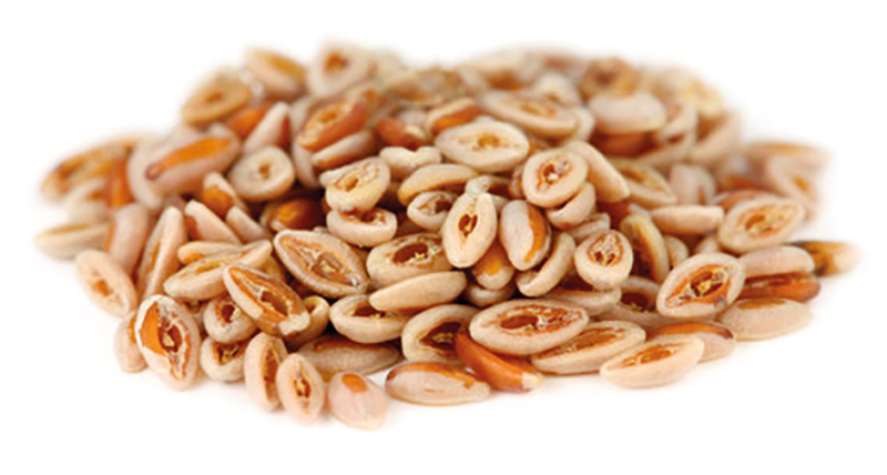 Psyllium blond