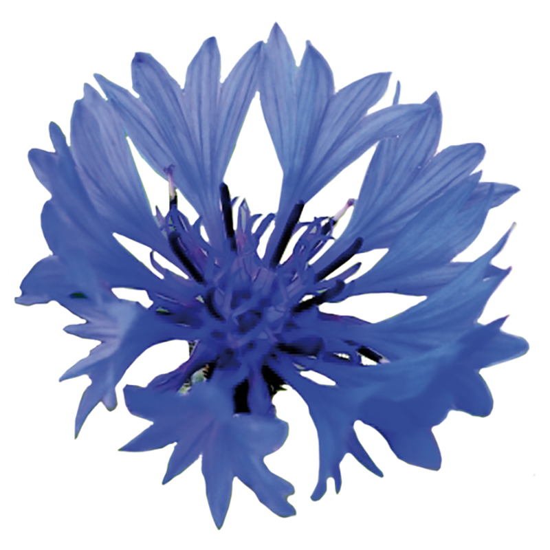 Bleuet