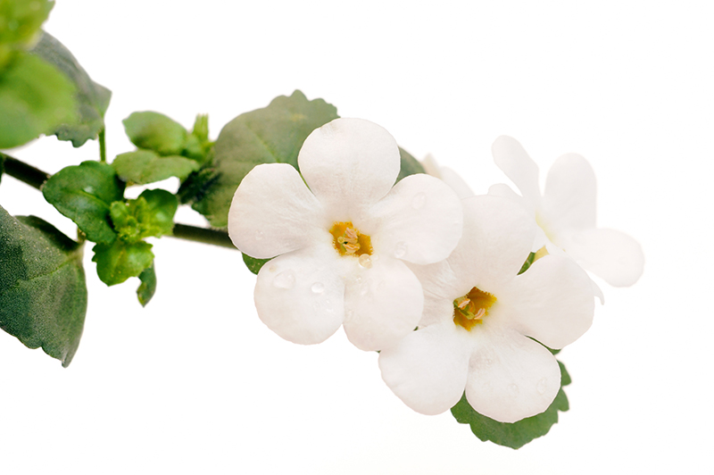 Bacopa