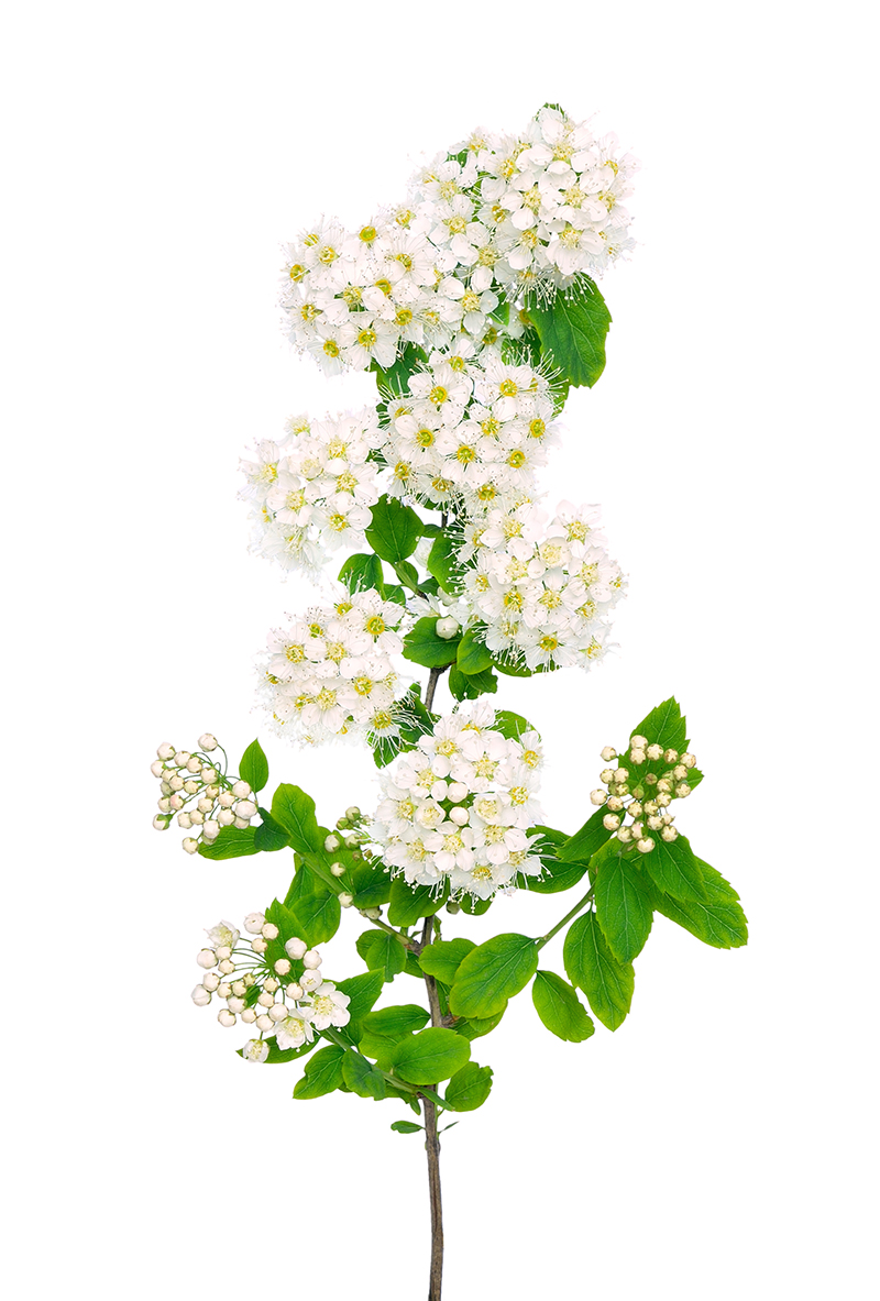 Reine des prés