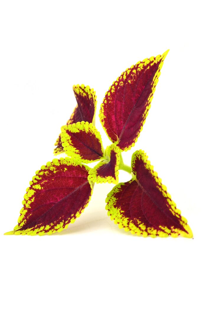 Coleus Forskohlii 