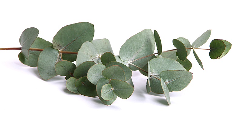 Eucalyptus