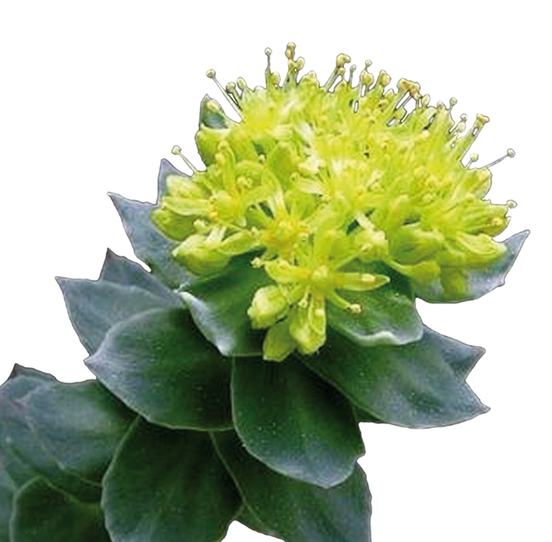 Rhodiola
