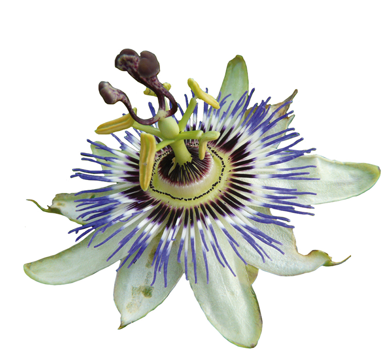 Passiflore
