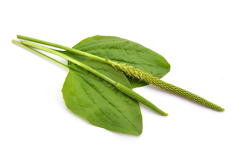 Plantain
