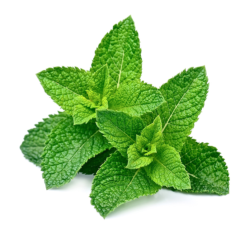 Menthe poivrée