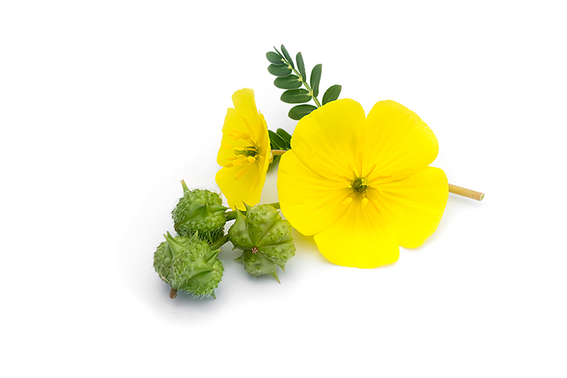 Tribulus