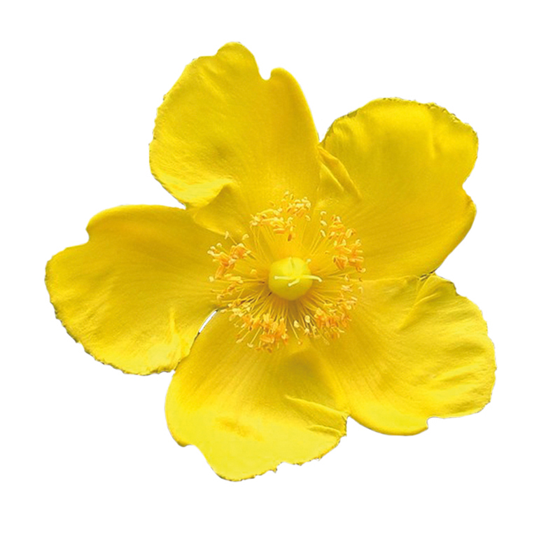 Millepertuis