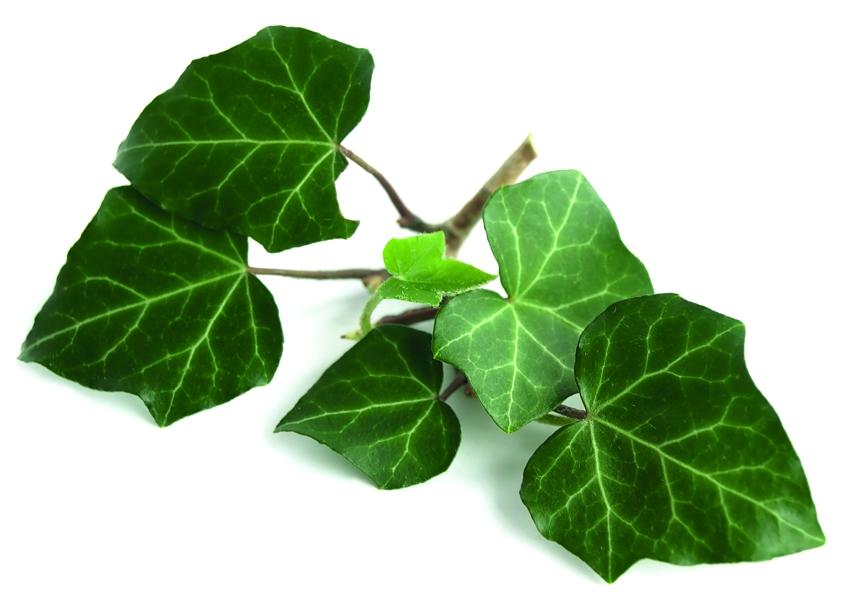Hedera helix