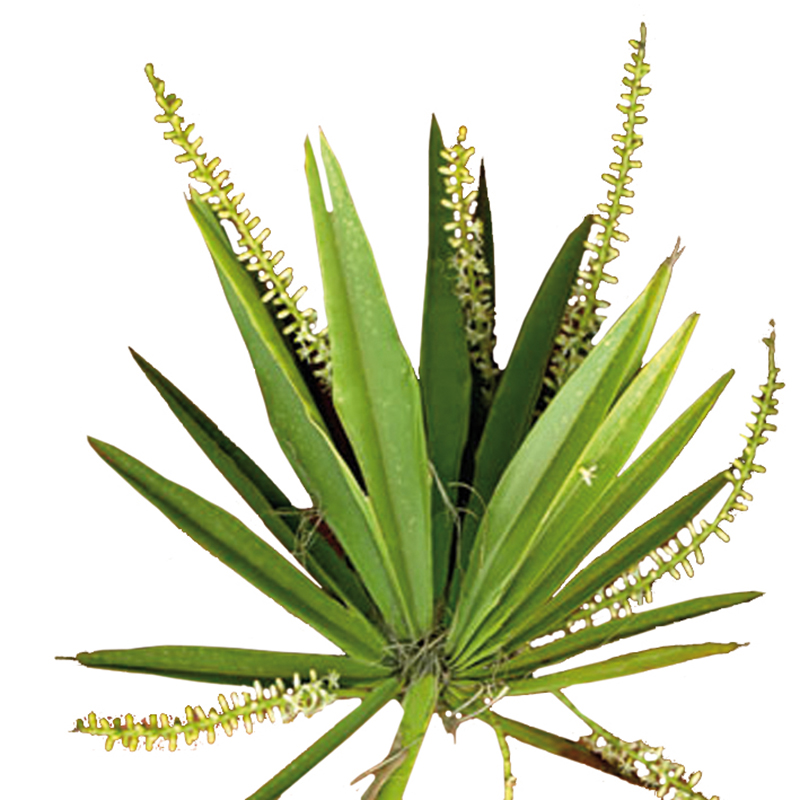 Saw palmetto