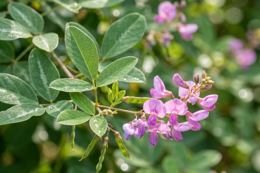 desmodium plante foie