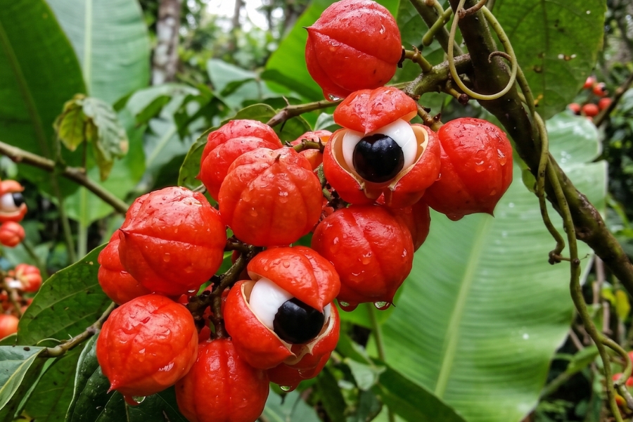 guarana minceur