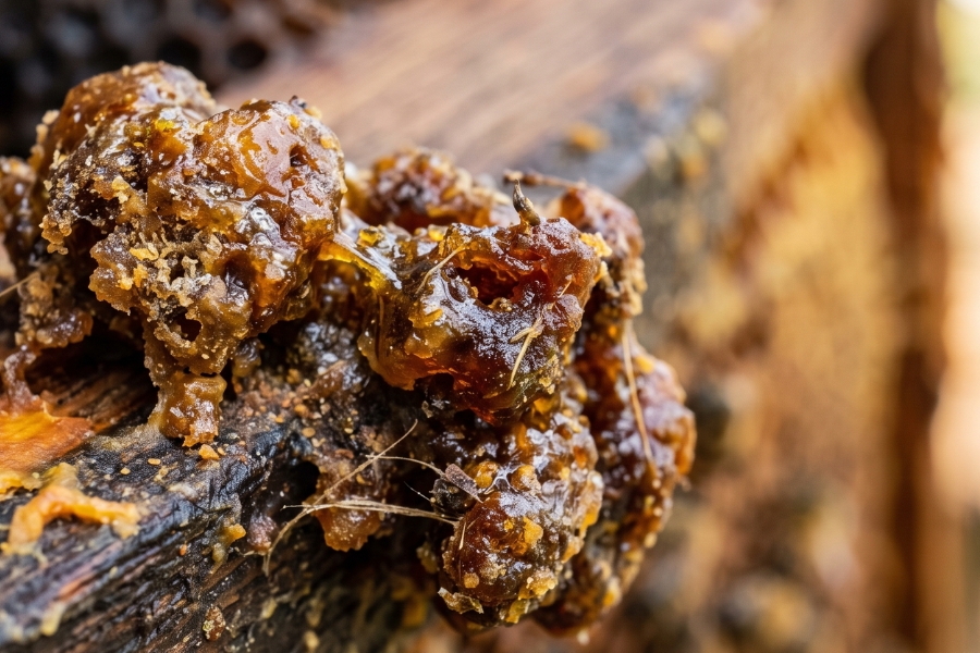 propolis