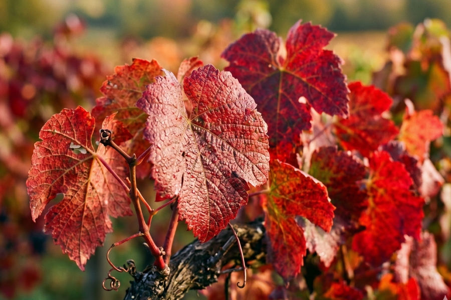 vigne rouge circulation
