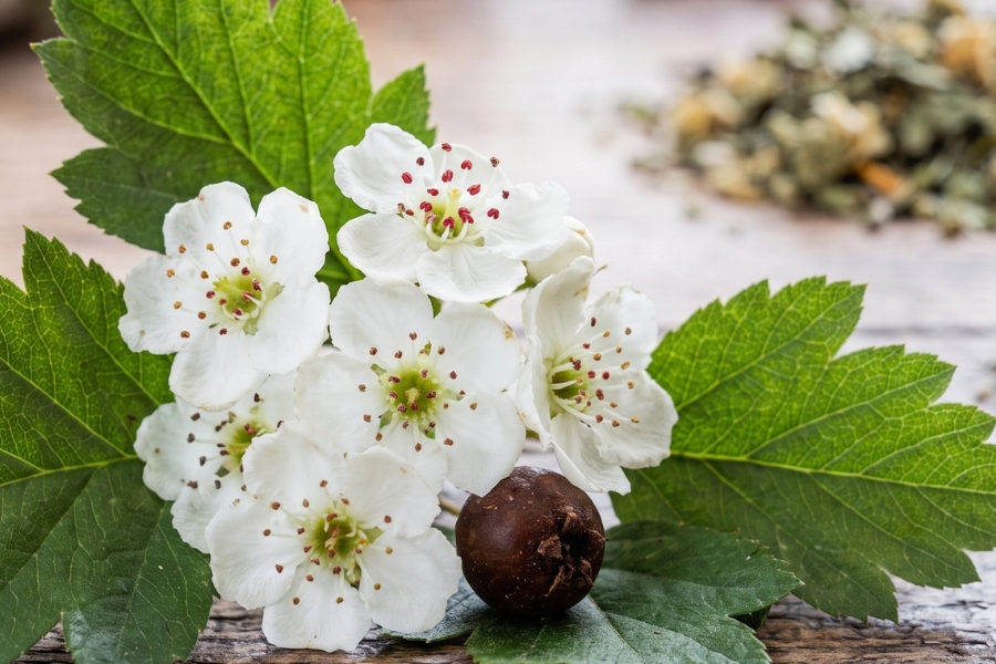 bacopa mémoire