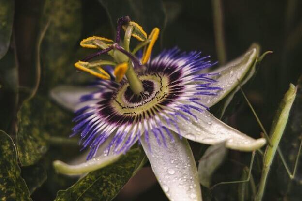 Passiflore