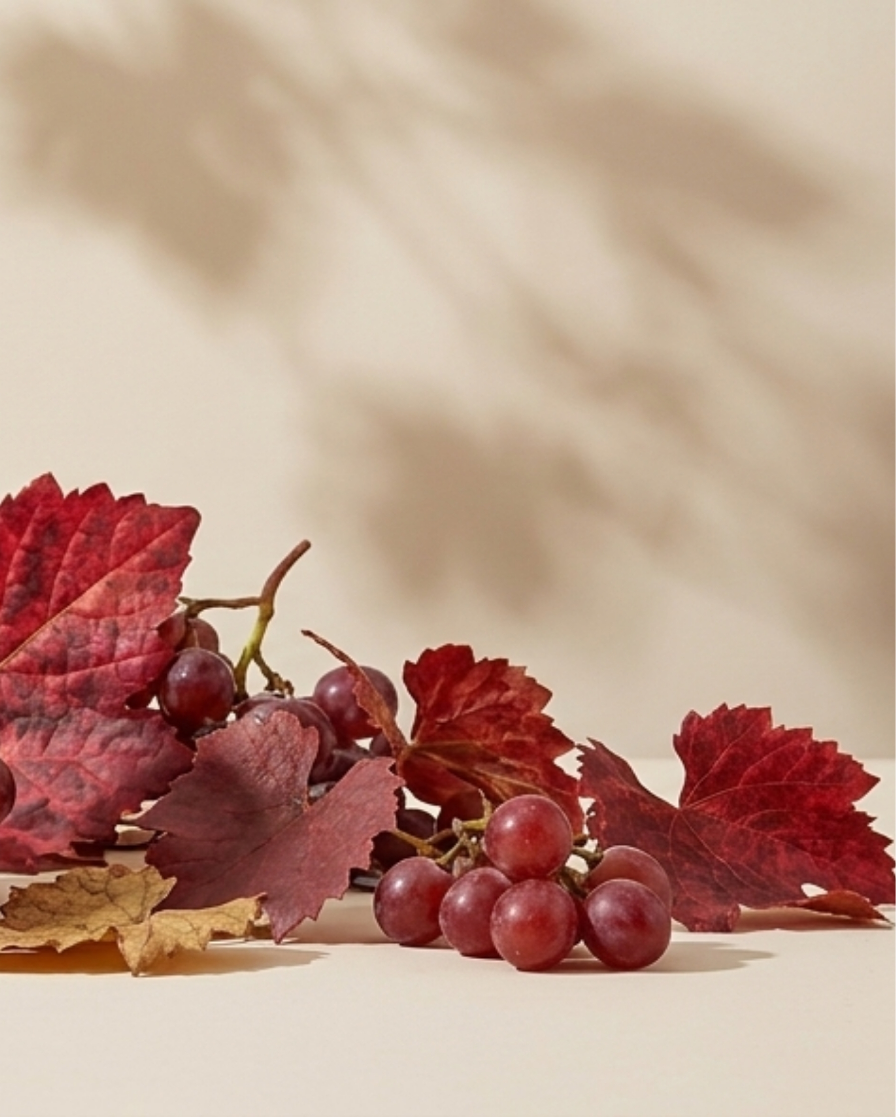 vigne rouge ilapharm complément alimentaire jambes légères