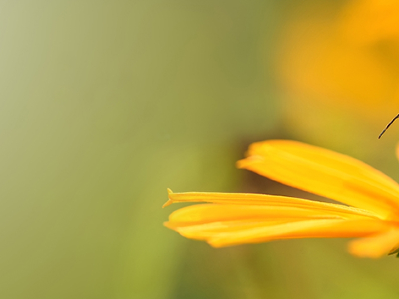 Les abeilles, l’environnement et la santé