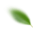 Feuille