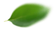 Feuille