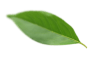 Feuille